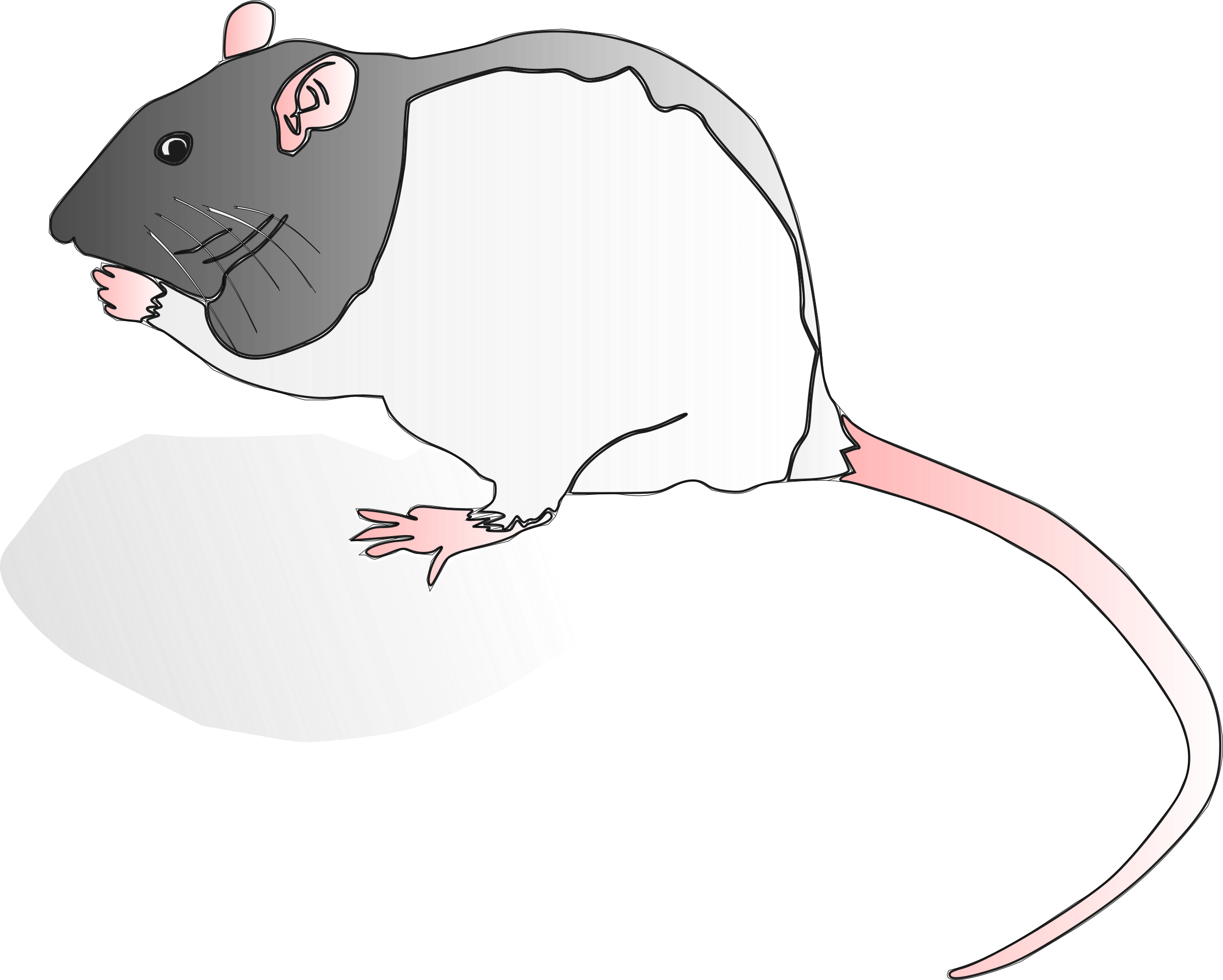 Lilly Png (2400x1923), Png Download