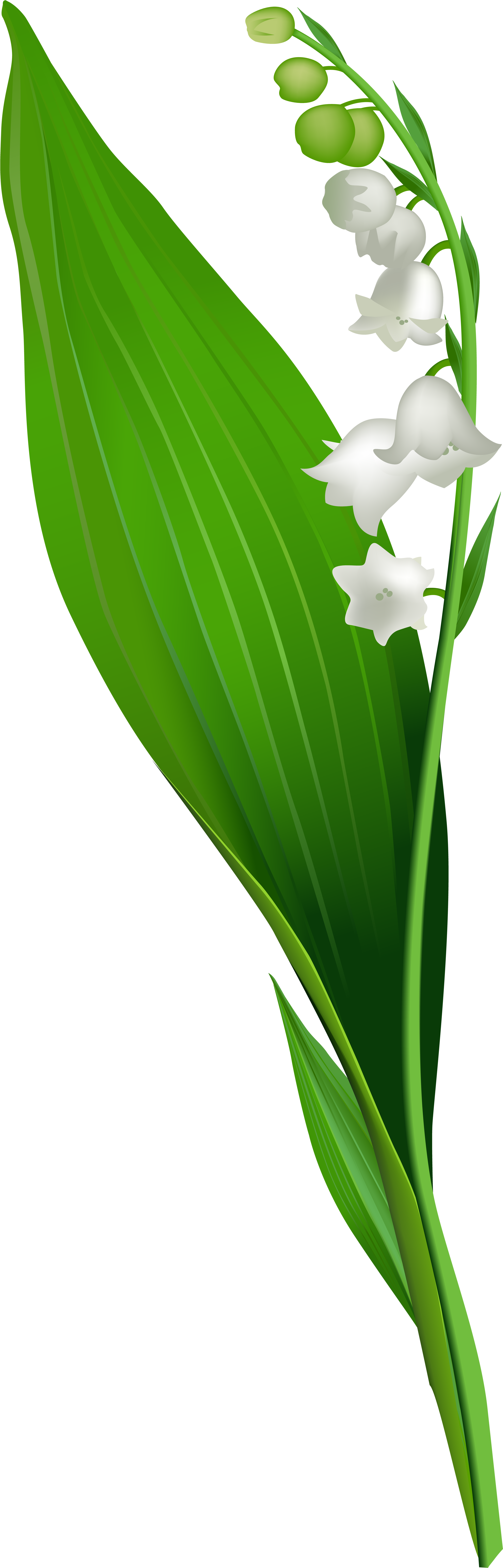Lily Of The Valley Flower Png Clip Art - Lily Of The Valley Png (2605x8000), Png Download