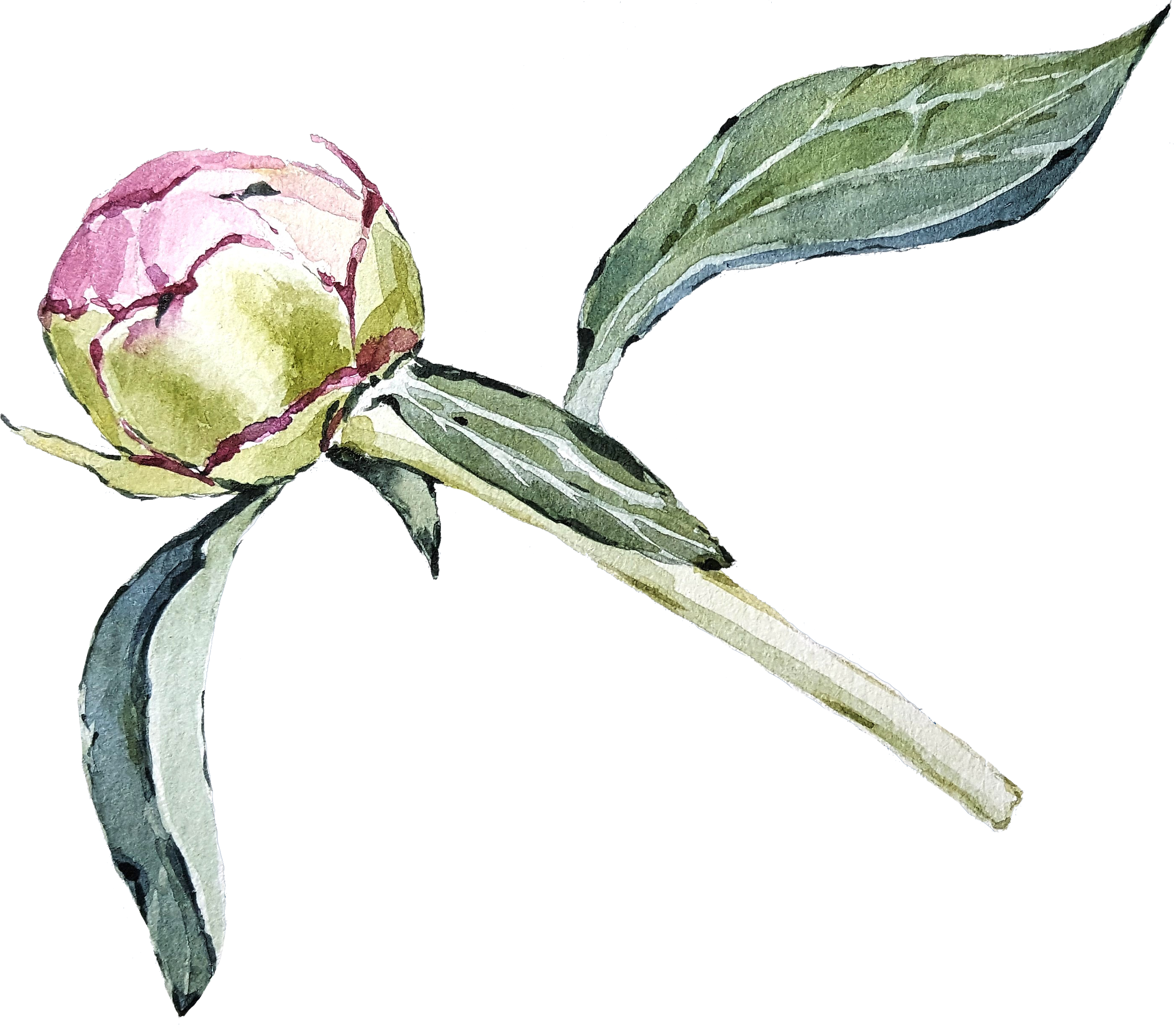 Peony08 - Jpeg (2778x2424), Png Download
