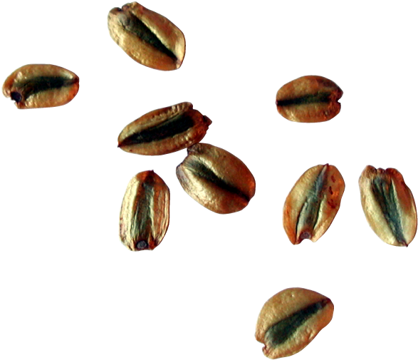Sequoia Seeds - Tree (658x523), Png Download