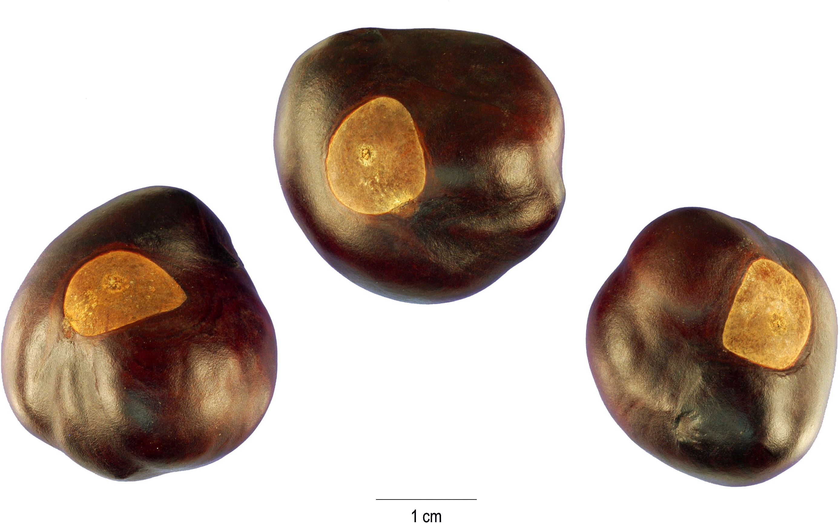 Aesculus Glabra Seeds - Buckeye Tree (3008x2000), Png Download