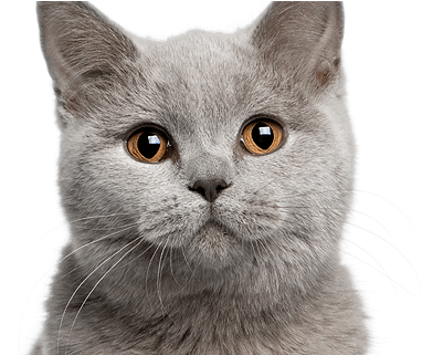 Cat White Background Hd Images - Cat ]# (400x320), Png Download