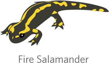 Whereas The Lungless Salamanders Are Mostly Confined - Spotted Salamander (400x400), Png Download