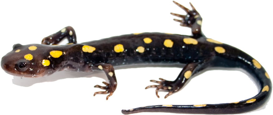 Salamander Png Image - Salamander With No Background (1024x387), Png Download