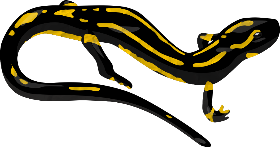 Salamander Png Transparent Image - Salamander Clipart (983x517), Png Download