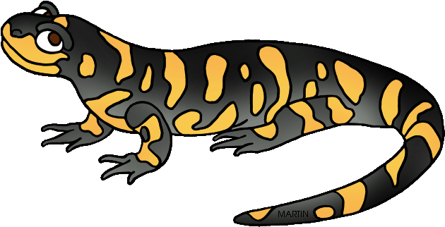 Amphibian Drawing Tiger Salamander Image Freeuse Library - Clip Art Salamander (648x348), Png Download