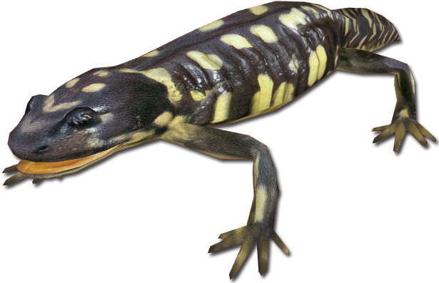 Tiger Salamander - Zoo Tycoon 2 Newts (630x630), Png Download