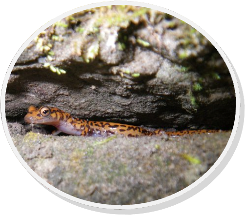 20 Species Worth Saving The Cave Salamander - Cave Salamander (510x449), Png Download