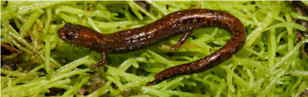 Salamander-slider (635x300), Png Download