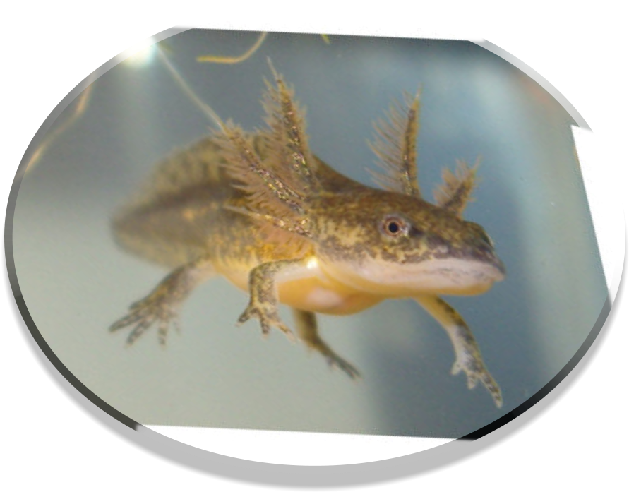 Retrieved From Http - Salamander Colorado (908x704), Png Download