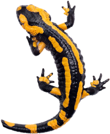 Salamander - Petites Bêtes De Nos Maisons (737x790), Png Download