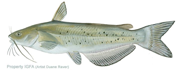 All-tackle World Records - Sand (720x283), Png Download