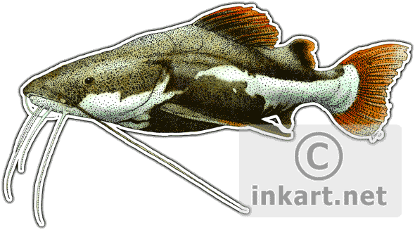Wildlife Art - Red-tailed Catfish Mug (590x327), Png Download