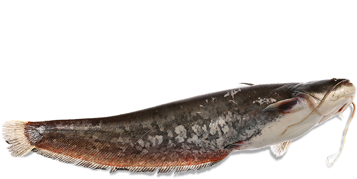 The Panona Mare Fresh Catfish Is Delivered Whole, Dressed, - Royal Institute Of British Architects (800x566), Png Download
