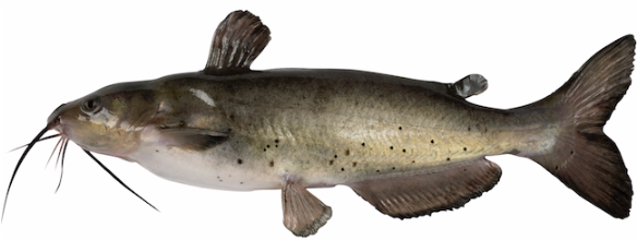 Catfish - Catfish With White Background (640x440), Png Download
