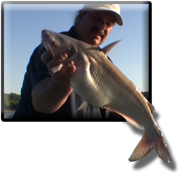 In Reservoirs And Lakes The Catfish Will Begin - Drawing (362x352), Png Download