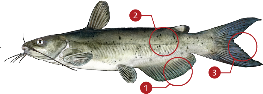 How To Identify A Channel Catfish - Channel Catfish (890x350), Png Download