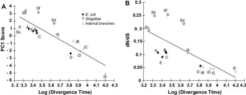 Black Diamonds - E. Coli (794x308), Png Download
