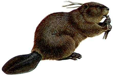 Beaver Png (441x291), Png Download