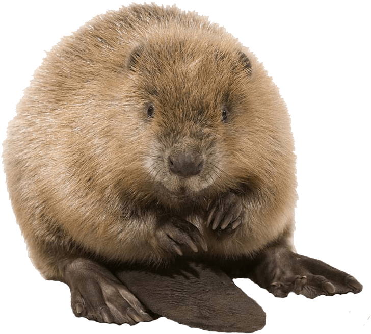 Cute Beaver - Beaver Png (1024x768), Png Download