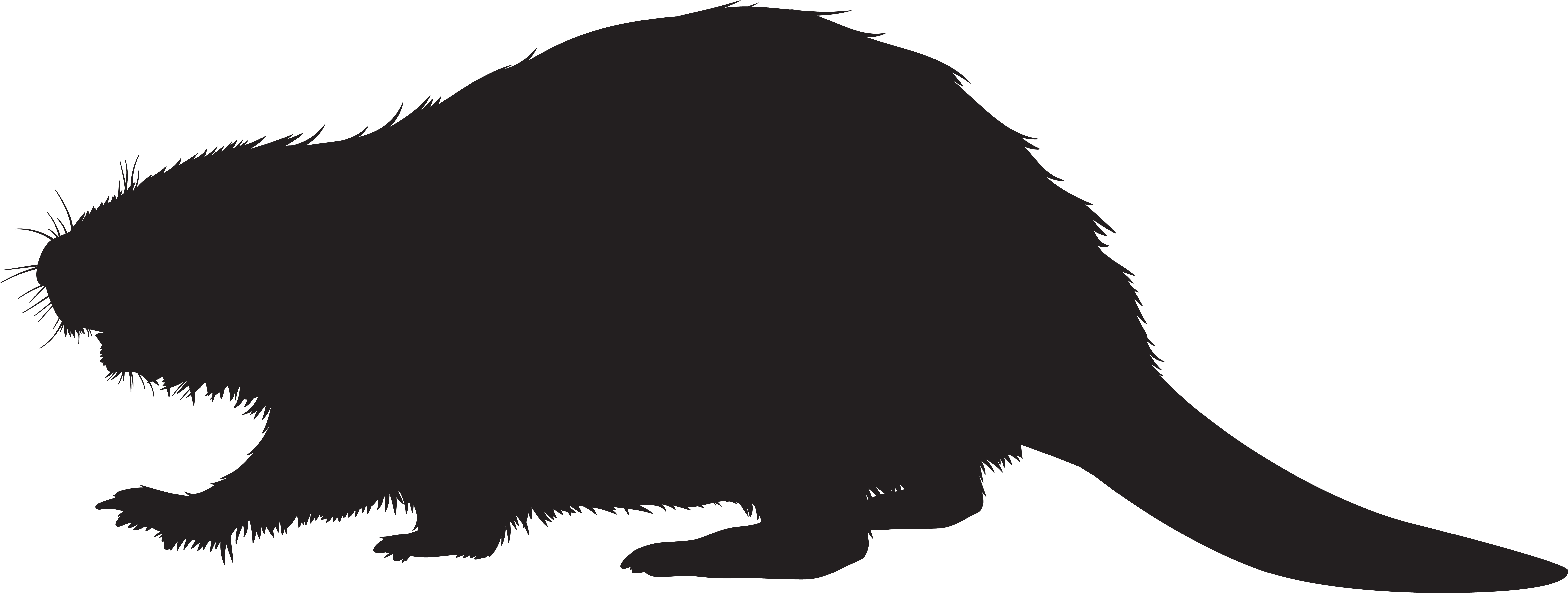 Beaver Silhouette Clip Art (8000x3072), Png Download
