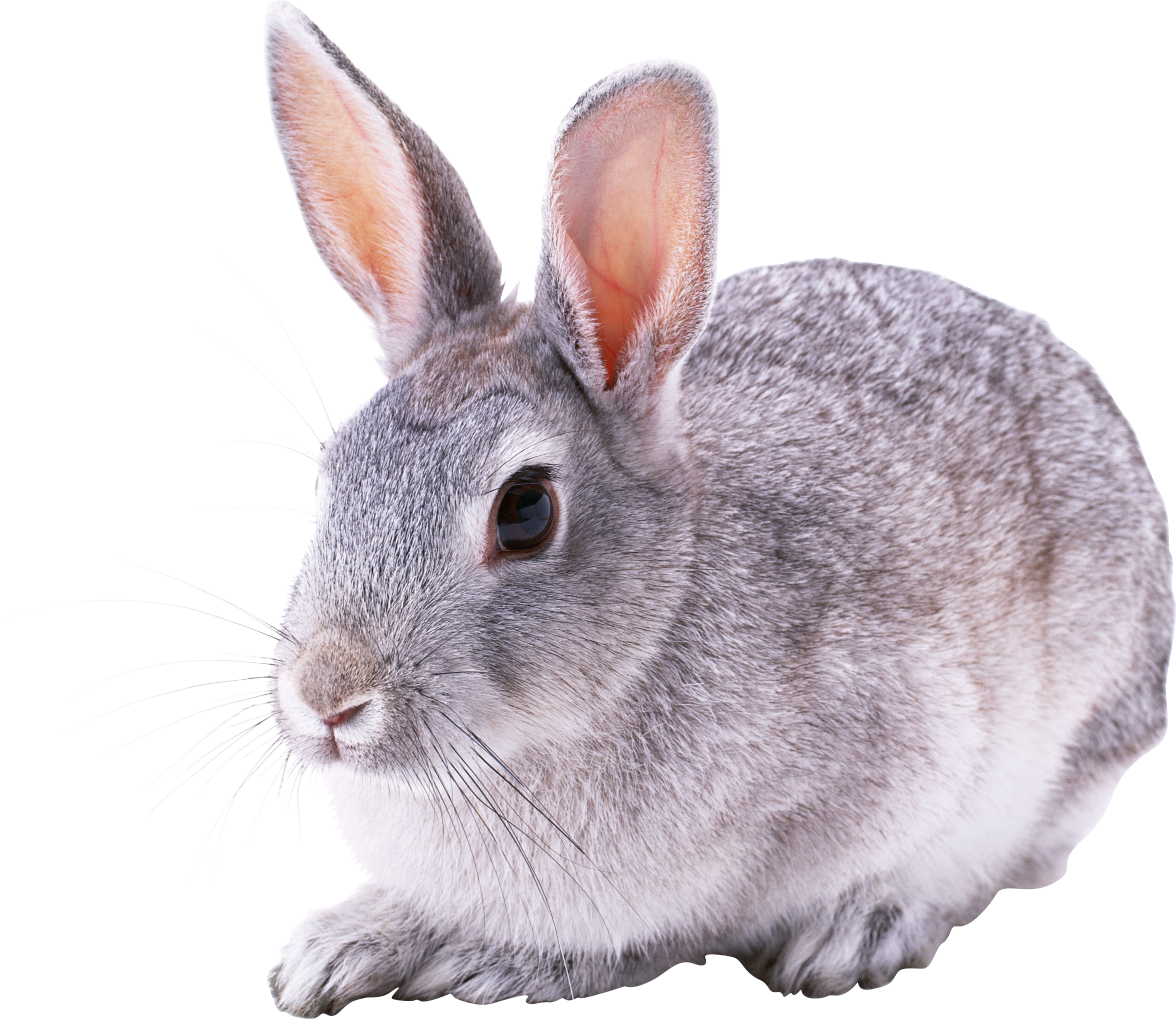 Download - Grey Rabbit Transparent (2349x2037), Png Download