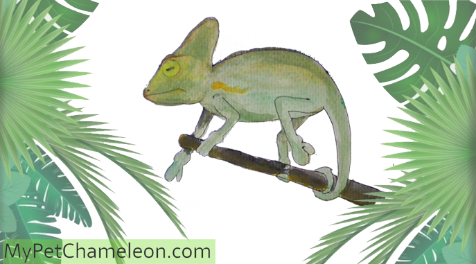 Gout In Chameleons Thick Ankles And Wrists - Common Chameleon (687x381), Png Download