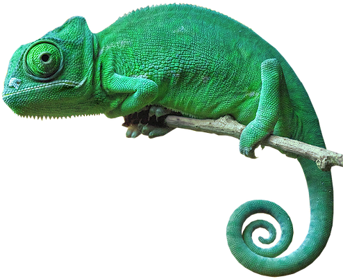 Chameleon Camouflage Reptile Lizard Green Freetoedit - Chameleon With No Background (493x420), Png Download