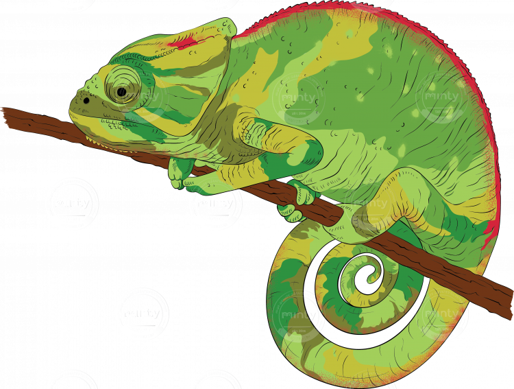 Chameleon - Illustration (750x567), Png Download