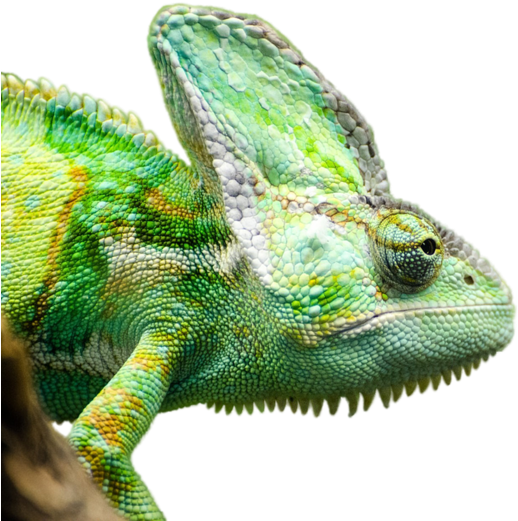 Reptile Iguana Render Bottomless Lizard Ig - Reptiles Render (513x340), Png Download