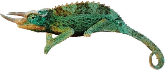 Images - Chameleons (560x240), Png Download