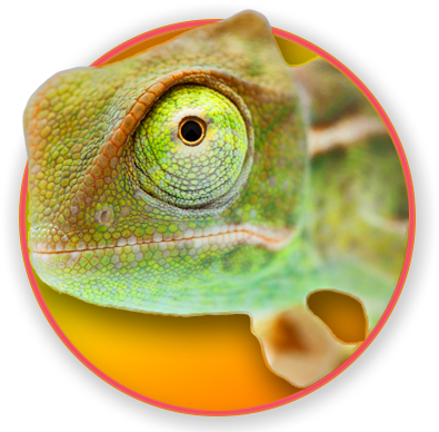 Chameleons (400x400), Png Download
