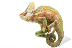 Рептилии Пнг (400x400), Png Download