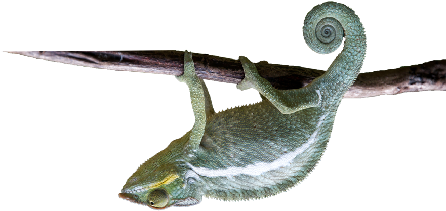 Chameleon - Common Chameleon (900x433), Png Download