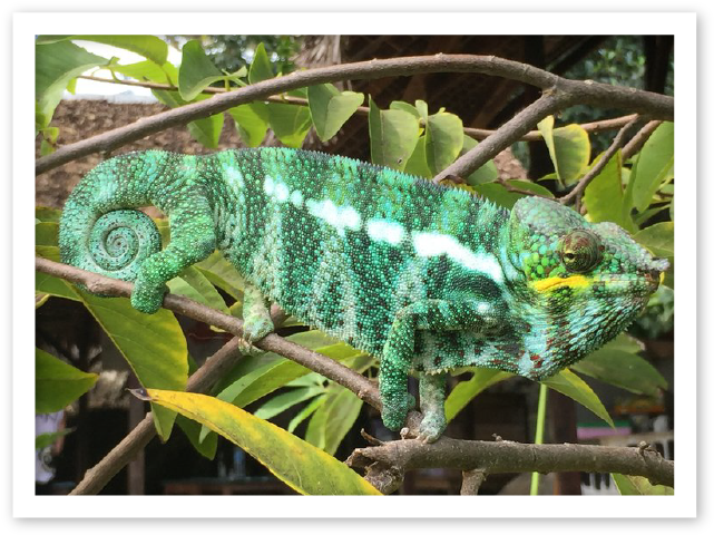 Male Panther Chameleons Nosy Komba Mrci - Nosy Komba (653x495), Png Download