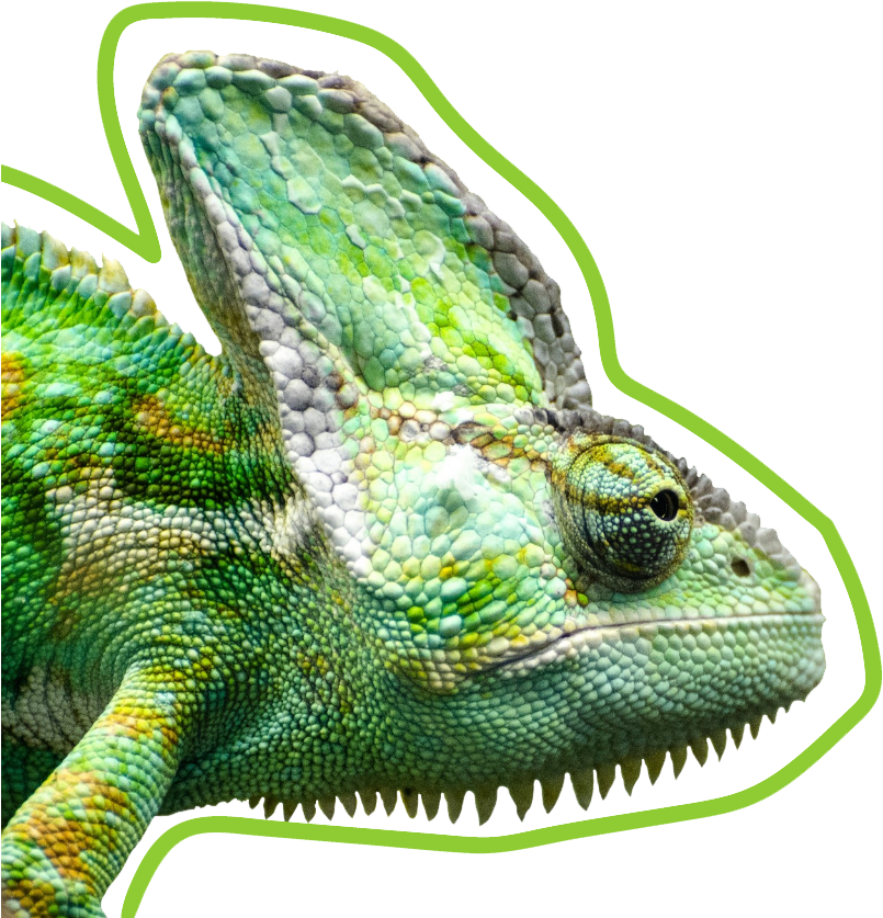 Leadlizard Chameleon - Art Print: Wonderful Dream's Exotic Reptile Animal, (823x855), Png Download