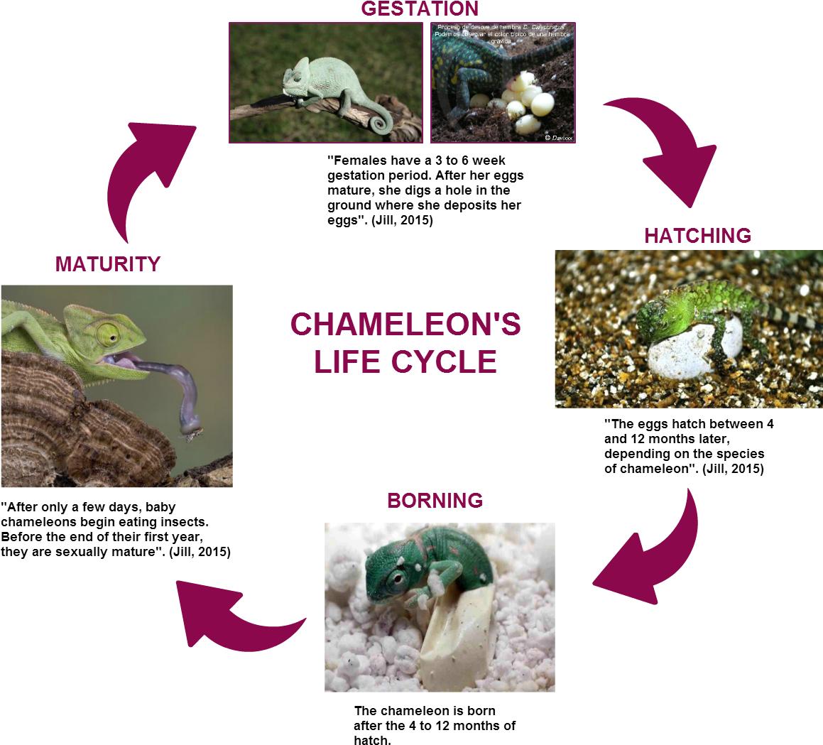 Download Untitled Gestation "females Have A 3 To 6 Week Gestation