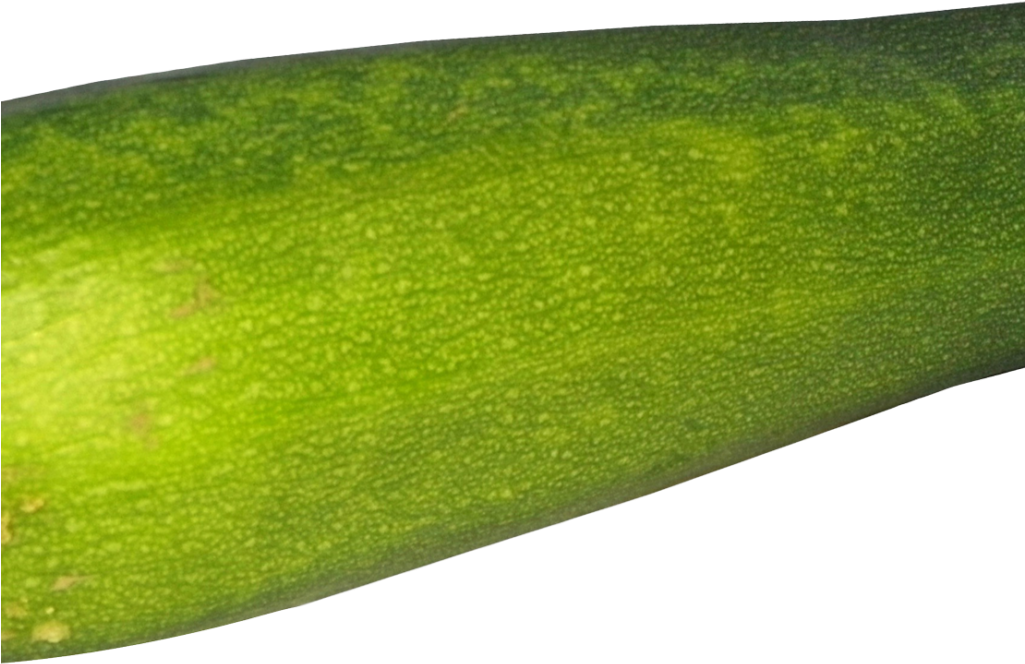 Zucchini Png Image1 - Zucchini (1024x768), Png Download