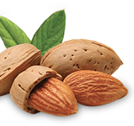 Almonds (438x411), Png Download