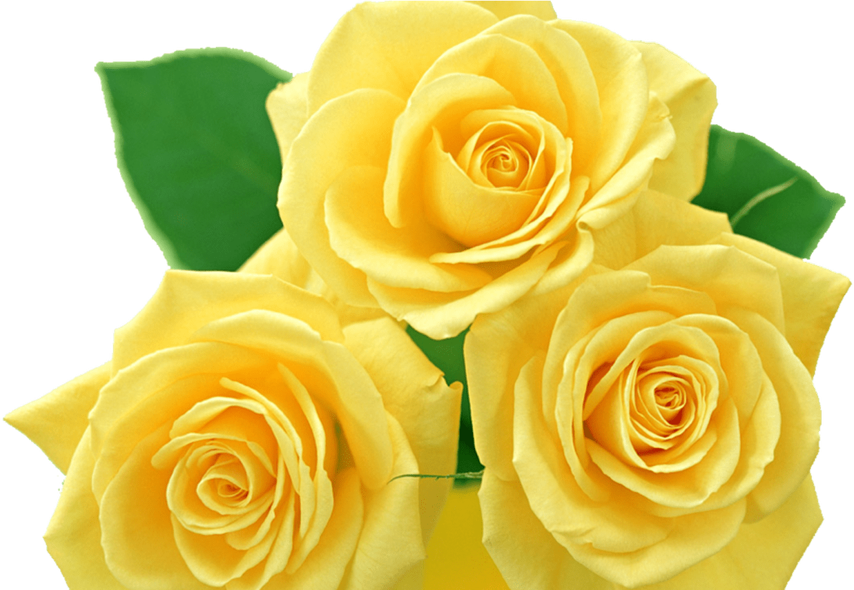 Yellow Rose Clip Art Yellow Roses Png By Melissa Tm - Yellow Rose Flower Png (1368x855), Png Download