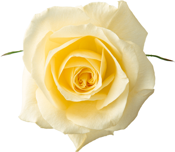 Yellow Rose Png - White Rose Flower Png (583x516), Png Download