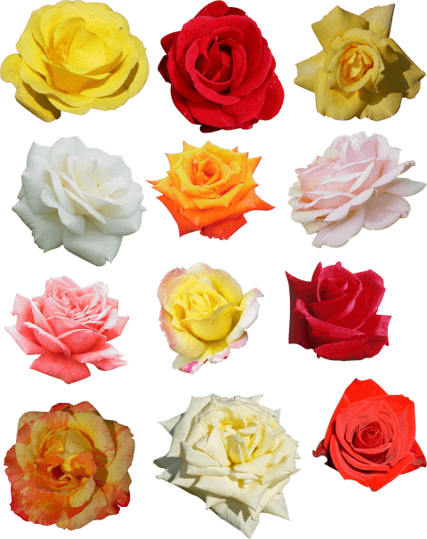 Free Png Rose Png Images Transparent - Lavera Deodorant Spray 75 Ml 75 Ml (480x606), Png Download