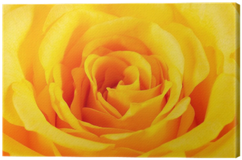 Rose (400x400), Png Download