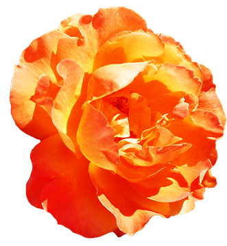 Yellow Rose Clipart Valentine - Clipart Orange Roses (354x378), Png Download