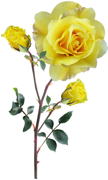 Rose, Yellow, Stem, Buds - Ruže Žlté Png (430x720), Png Download