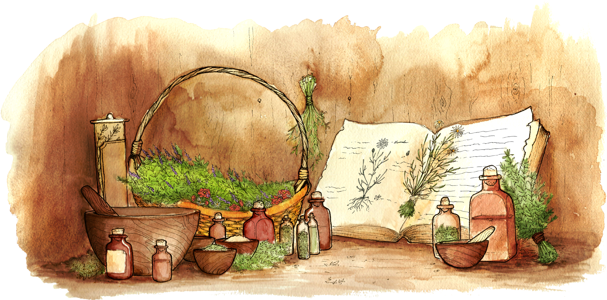 Herbs Cartoon Png (2000x976), Png Download
