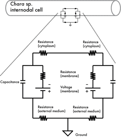 01 Figure - Portable Network Graphics (400x452), Png Download