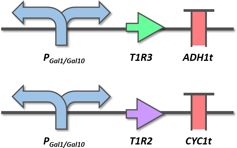 10 The Gene Circuits Of T1r2 And T1r3 Expression Cassettes - Diagram (891x525), Png Download
