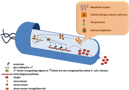 Such A Circuit Allows The Cell Itself To Dynamically - Synthetic Biological Circuit (444x317), Png Download