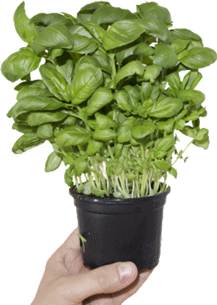 Lush Basil Clear Background - Souvnear 3" Herb Planter - Ceramic Handmade Pot In (500x660), Png Download